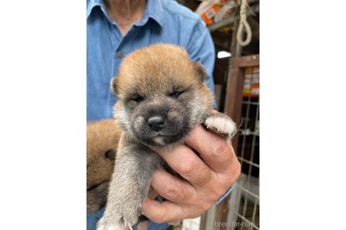 成約済の広島県の柴犬-177852の9枚目