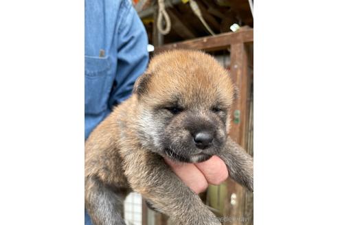 成約済の広島県の柴犬-177852の7枚目