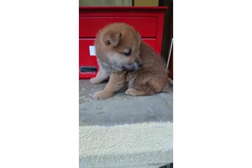 成約済の広島県の柴犬-177864の4枚目