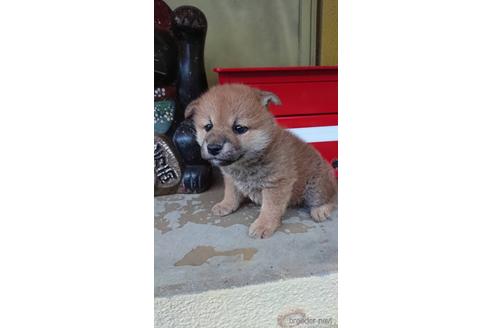 成約済の広島県の柴犬-177864の5枚目