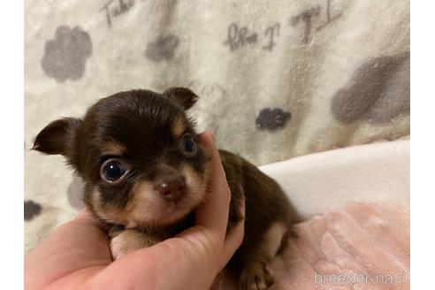 成約済の神奈川県のチワワ(ロングコート)-174810の27枚目