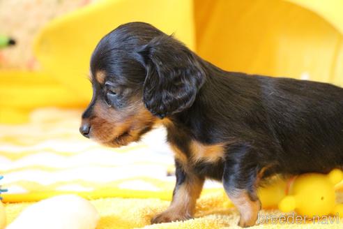 成約済の愛知県のカニンヘンダックスフンド(ロングヘアード)-173279の24枚目