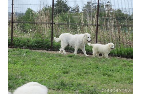 成約済の新潟県のグレートピレニーズ-173555の24枚目