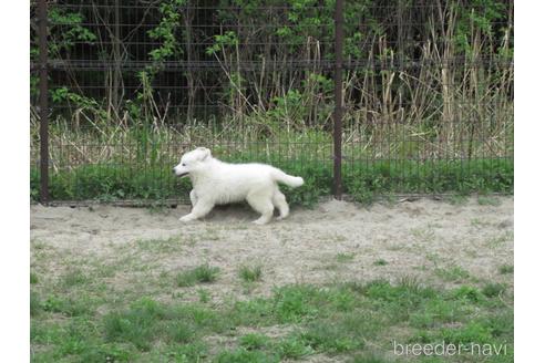 成約済の新潟県のグレートピレニーズ-173555の14枚目