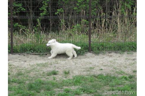 成約済の新潟県のグレートピレニーズ-173555の15枚目