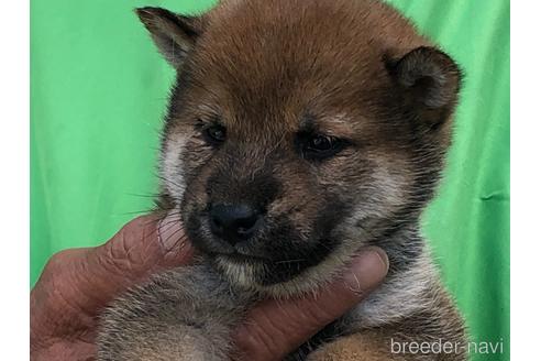 成約済の愛知県の柴犬-177922の7枚目