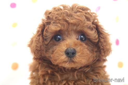 成約済の福岡県のタイニープードル-177926の1枚目