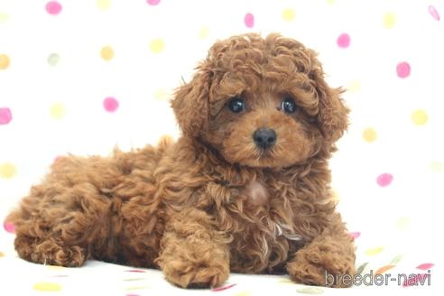 成約済の福岡県のタイニープードル-177926の4枚目