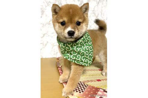 成約済の茨城県の豆柴-177276の1枚目