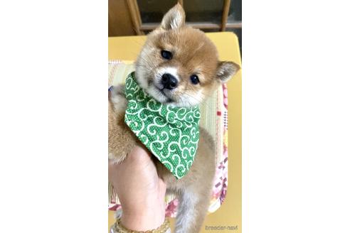 成約済の茨城県の豆柴-177276の2枚目