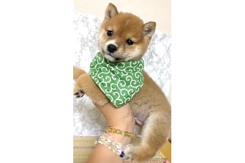 成約済の茨城県の豆柴-177276の3枚目