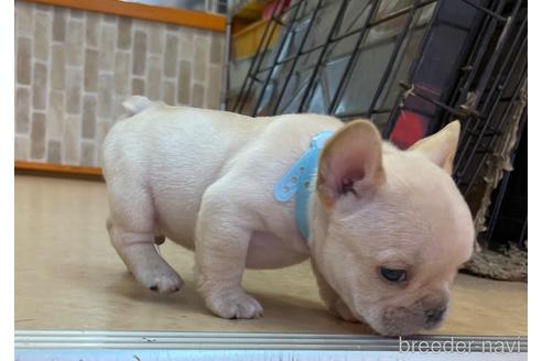 成約済の神奈川県のフレンチブルドッグ-177941の2枚目