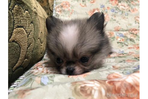 成約済の青森県のミックス犬-177942の3枚目
