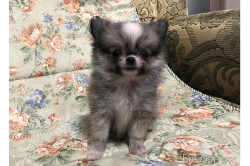 成約済の青森県のミックス犬-177942の1枚目