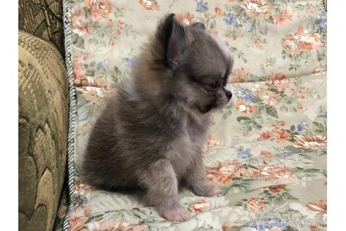 成約済の青森県のミックス犬-177942の4枚目