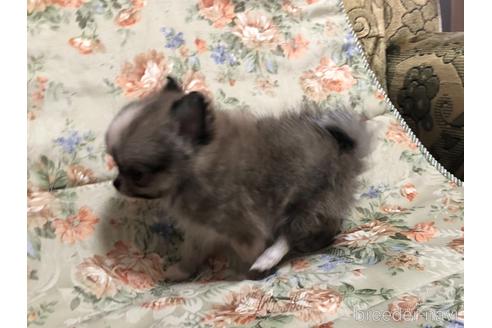 成約済の青森県のミックス犬-177942の2枚目