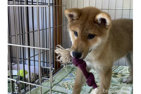 成約済の岡山県の柴犬-175825の5枚目