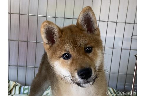 成約済の岡山県の柴犬-175825の4枚目