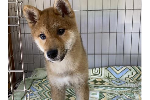 成約済の岡山県の柴犬-175825の3枚目