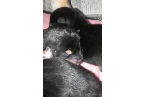 成約済の岐阜県の柴犬-177956の5枚目