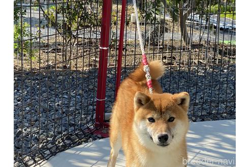 成約済の岡山県の柴犬-148545の1枚目