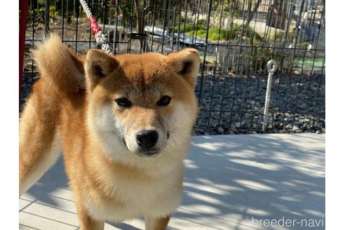 成約済の岡山県の柴犬-148545の5枚目