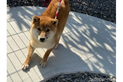 成約済の岡山県の柴犬-148545の3枚目