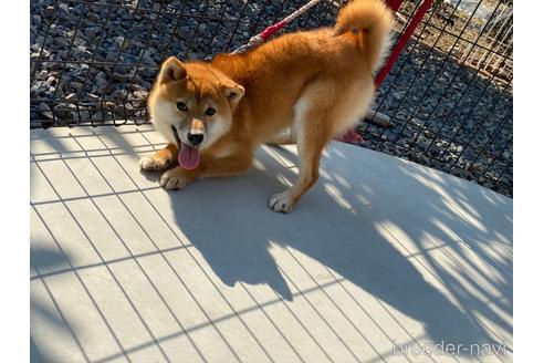 成約済の岡山県の柴犬-148545の2枚目