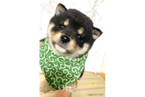 成約済の茨城県の豆柴-177948