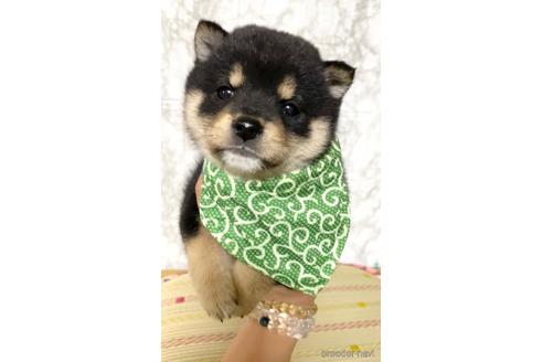 成約済の茨城県の豆柴-177948の3枚目