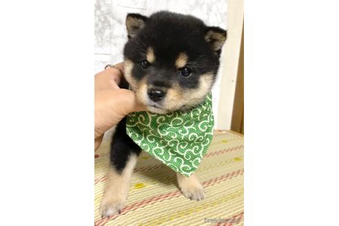 成約済の茨城県の豆柴-177948の4枚目