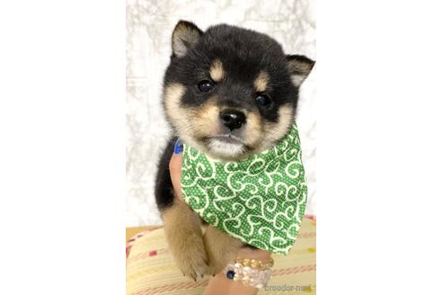 成約済の茨城県の豆柴-177948の2枚目