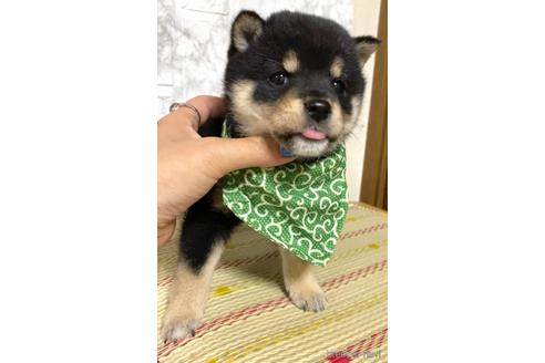 成約済の茨城県の豆柴-177948の5枚目