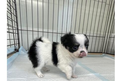 成約済の兵庫県のチワワ(ロングコート)-176709の1枚目