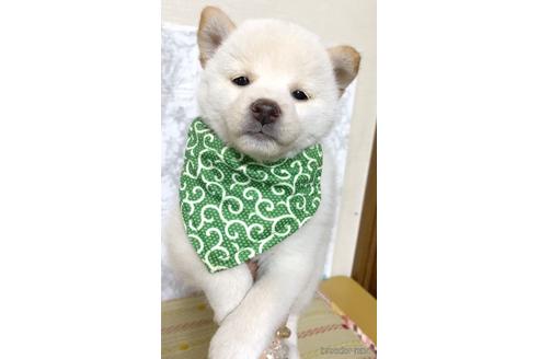 成約済の茨城県の豆柴-177946の1枚目