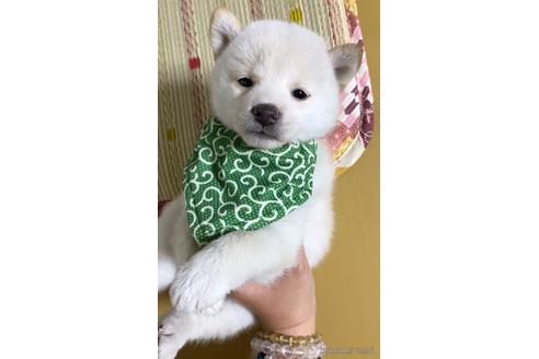 成約済の茨城県の豆柴-177946の2枚目