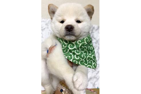 成約済の茨城県の豆柴-177946の4枚目