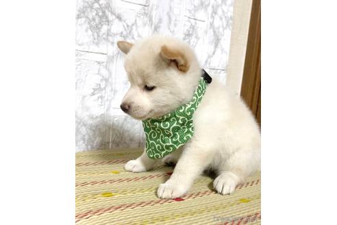 成約済の茨城県の豆柴-177946の5枚目