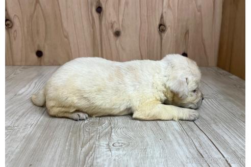 成約済の愛知県のラブラドールレトリーバー-178014の3枚目