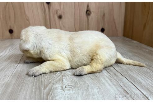 成約済の愛知県のラブラドールレトリーバー-178014の4枚目