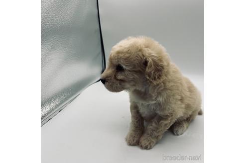 成約済の三重県のトイプードル-178079の3枚目