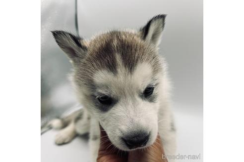 成約済の三重県のシベリアンハスキー-178081の1枚目