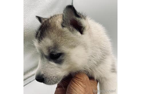 成約済の三重県のシベリアンハスキー-178081の3枚目