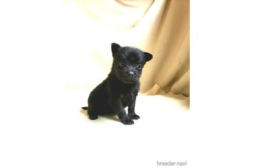 成約済の茨城県のミックス犬-176643の15枚目
