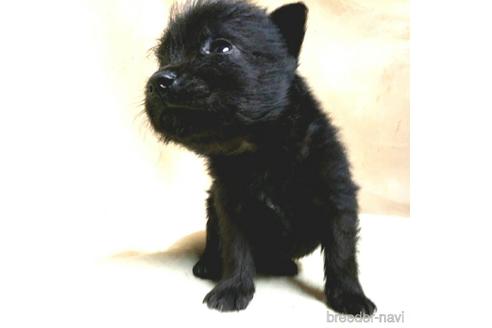 成約済の茨城県のミックス犬-176643の14枚目