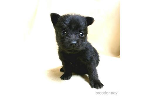 成約済の茨城県のミックス犬-176643の13枚目