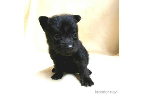 成約済の茨城県のミックス犬-176643の12枚目