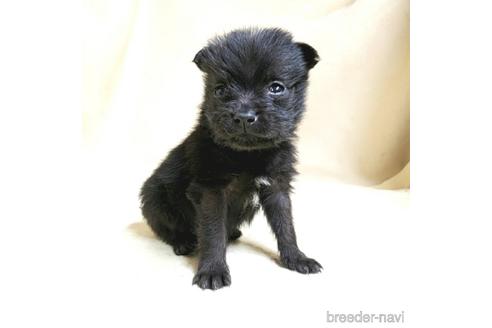 成約済の茨城県のミックス犬-176641の20枚目