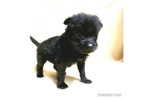 成約済の茨城県のミックス犬-176641の19枚目