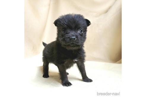 成約済の茨城県のミックス犬-176641の16枚目